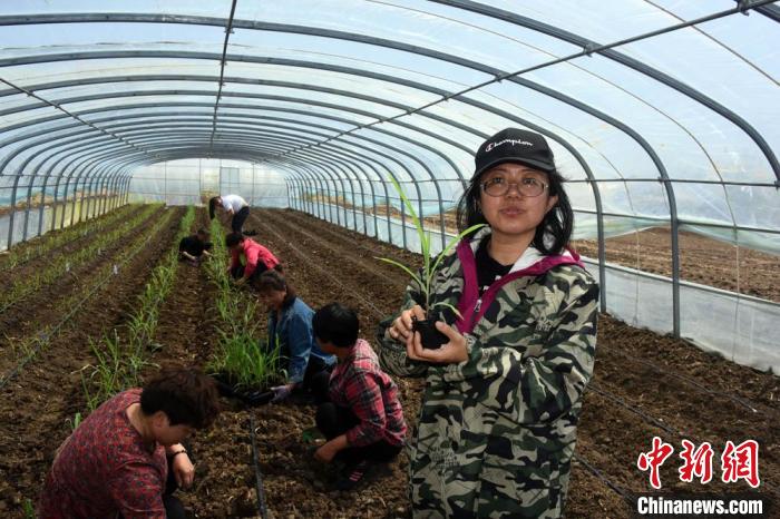 “梨树模式”研究团队成员、中科院东北地理所敖曼博士展示介绍玉米育种研究进展。 中新社记者 孙自法 摄 “梨树模式”研究团队成员、中科院东北地理所敖曼博士展示介绍玉米育种研究进展。 中新社记者 孙自法 摄