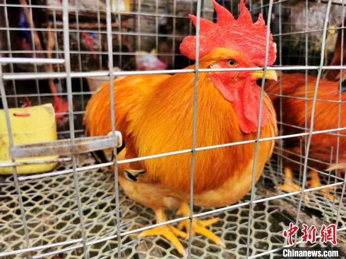 长得像大公鸡的“半阉” 李晓春 摄 长得像大公鸡的“半阉” 李晓春 摄