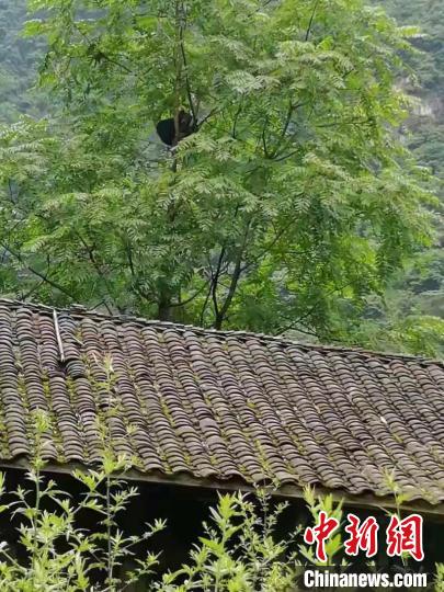 四川青川一野生黑熊出没民宿 偷吃蜂蜜后爬上树睡大觉