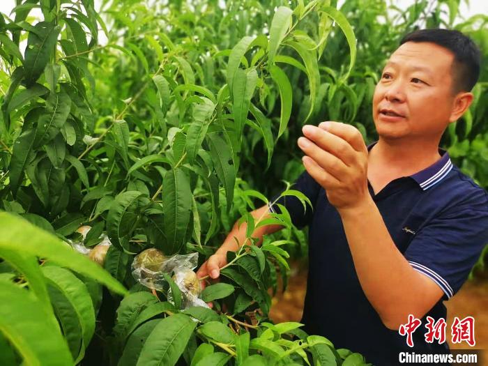 现在的畅宏健已从农业“门外汉”变成“庄稼人”,经常为当地村民作技术指导。 陆祁国 摄 现在的畅宏健已从农业“门外汉”变成“庄稼人”,经常为当地村民作技术指导。 陆祁国 摄