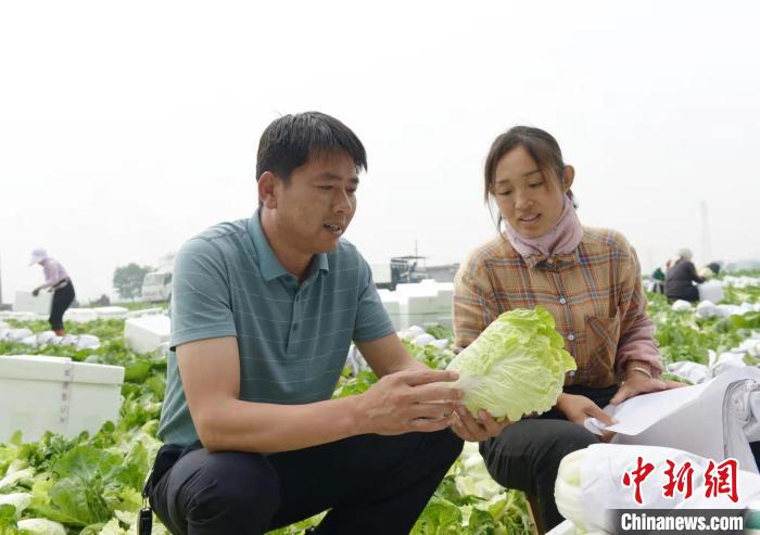 在胡小峰的带动下,当地“夏阳50”白菜种植面积已近万亩。 赵彦杰 摄 在胡小峰的带动下,当地“夏阳50”白菜种植面积已近万亩。 赵彦杰 摄