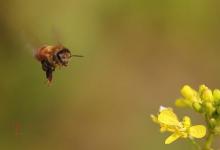 蜜蜂的免疫力随着它们的进化而变化