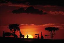 肯尼亚的Maasai Mara关于野生动物气候和文化的事实