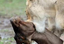 狮子猎杀常见猎物的能力可能会受到与豪猪有关的伤害的影响