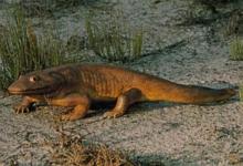 微小的化石揭示了有史以来发现的最古老的两栖动物物种之一