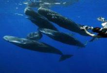 长期以来已知过滤喂养或鲸须长鲸从早期的齿状物种进化而来