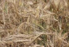 大多数伏特加都是用小麦和黑麦等谷物制成的