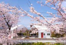 Bandesign用镜子覆盖日本咖啡馆​​以反射一排樱桃树