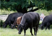 英国“农场实验室耕种技术以帮助可持续饲养动物