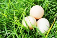 蛋价一个月涨近20%，消费者直呼看不懂！养殖户却已亏损10个多月，蛋鸡养殖业如何走出“过山车”怪圈？