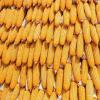 “疯狂”玉米:去年囤粮净利润5000万 为什么今年破产了？