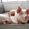15万股东傻！大型养猪企业去年巨亏133亿 专家:猪肉价格有望反弹