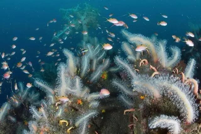 日本东京湾因海水升温现奇异景象