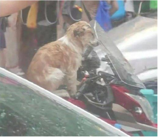 泼水节连狗路过都得淋两桶水