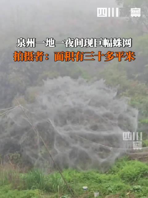 福建一地一夜间出现巨幅蜘蛛网 目测面积约达30多平米