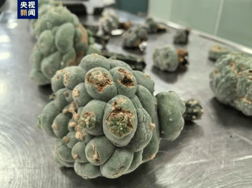 海关截获12株致幻多肉 照片曝光