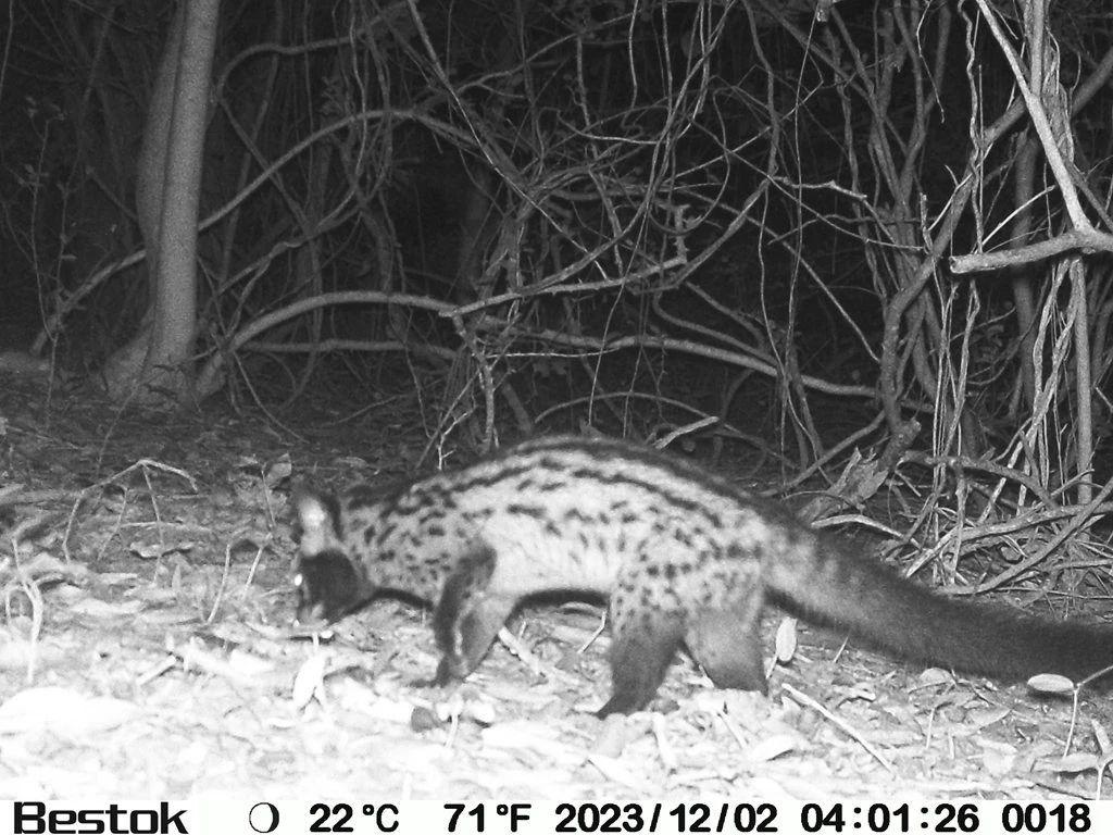 三亚出现椰子狸 尾巴比身长