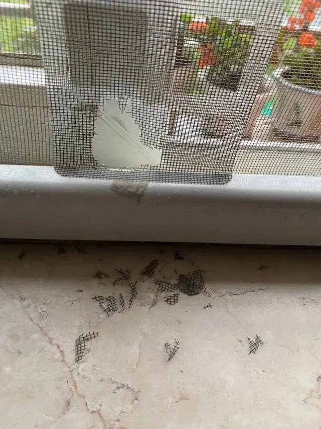 杭州一小区松鼠泛滥成灾