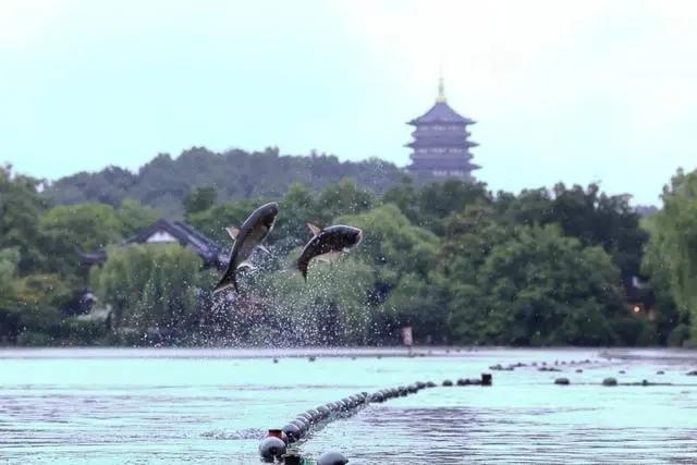 高考前夕杭州西湖上演鱼跃龙门