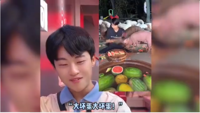 韩国小哥不信中国拿西瓜喂猪