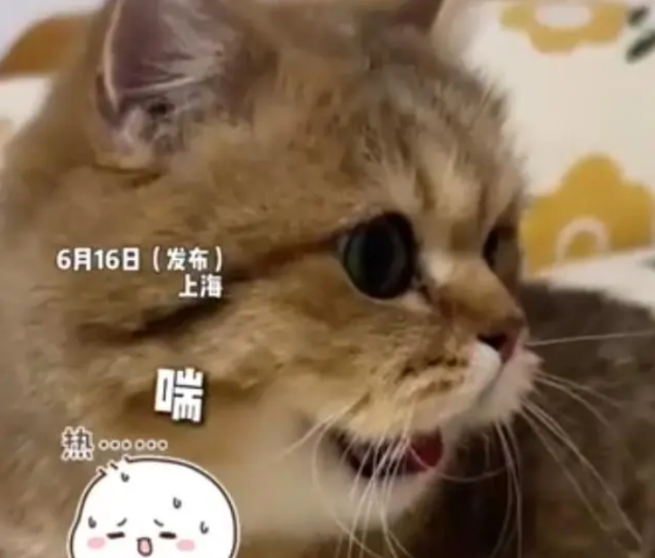 主人没开空调猫被热得吐舌头