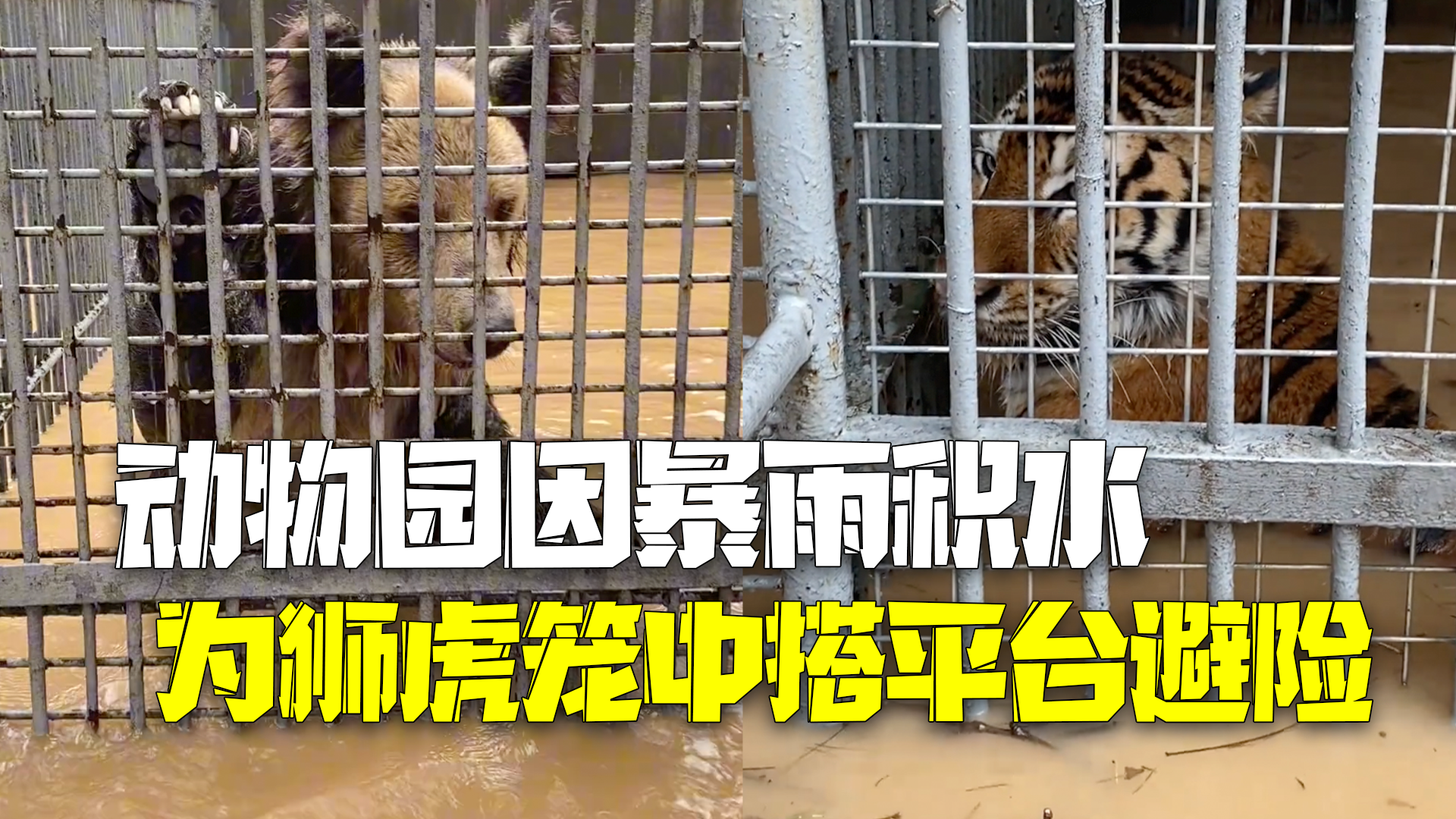 暴雨动物园被淹:老虎黑熊等猛兽被困