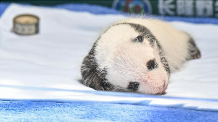 全球唯一大熊猫三胞胎“开枝散叶” 二代千金满月