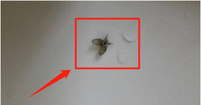 随手拍死蛾蚋 男子被迫摘除眼球