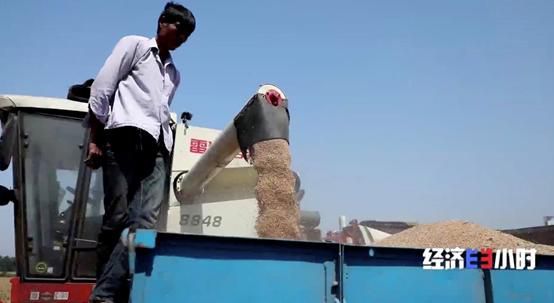端牢＂中国饭碗＂！央视记者探秘＂大国粮仓＂ ：手里有粮 心中不慌